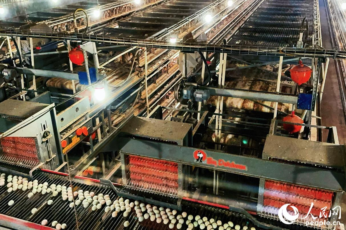 福建永泰:智能养殖带来滚滚“金蛋” 福建永泰:智能养殖带来滚滚“金蛋”